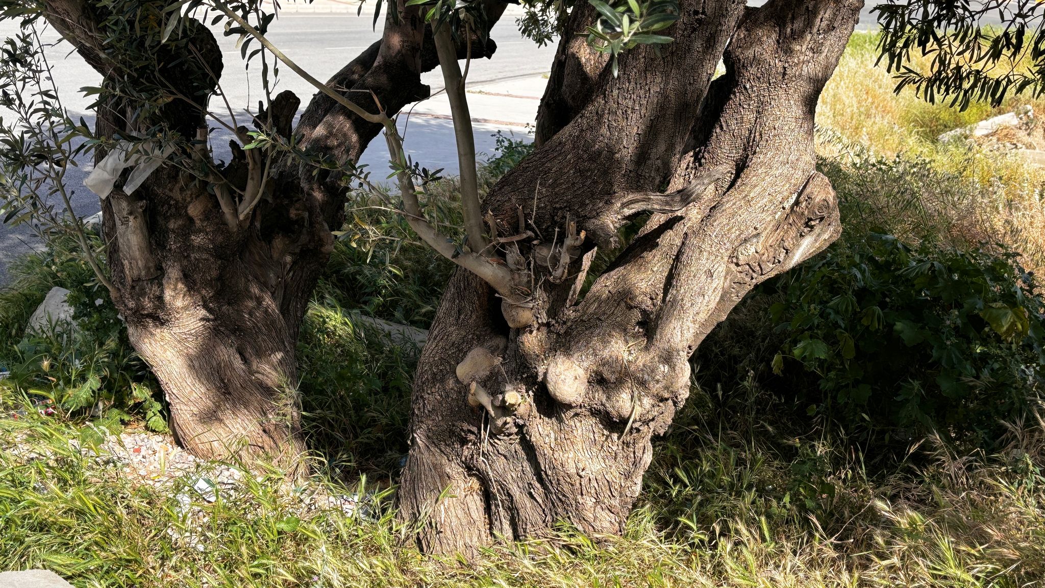 BUDAMA TEKNİKLERİNİ BİLİYOR MUSUNUZ?